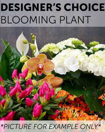 Designer's Choice - Blooming Plant Plant